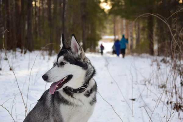 Caminar Con Los Huskies —  Fotos de Stock