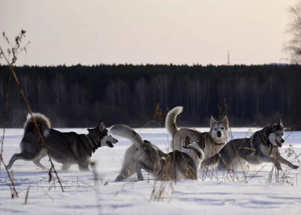 Huskies Járni — Stock Fotó
