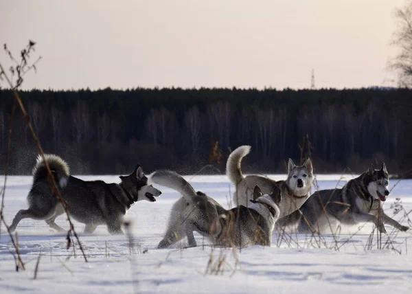 Camminare Con Gli Husky — Foto Stock