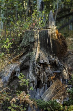 Eski büyümüş ağaç gövdesi