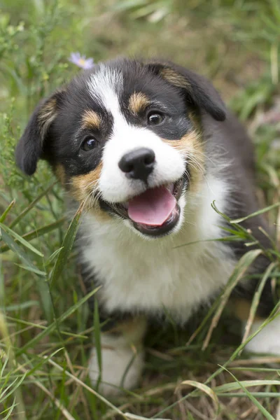 Pequeño Cachorro Sonriente Corgis —  Fotos de Stock