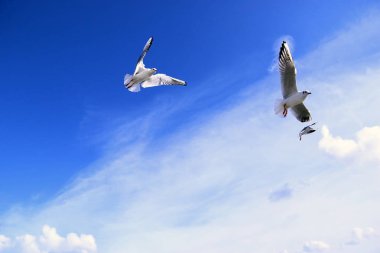 Üç gökyüzü flyin martı