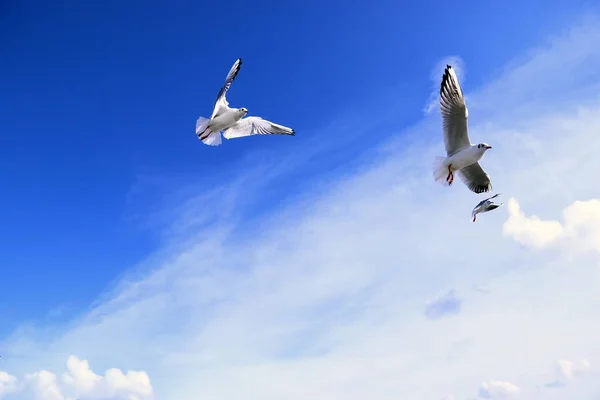Три полёта чайки в небе — стоковое фото
