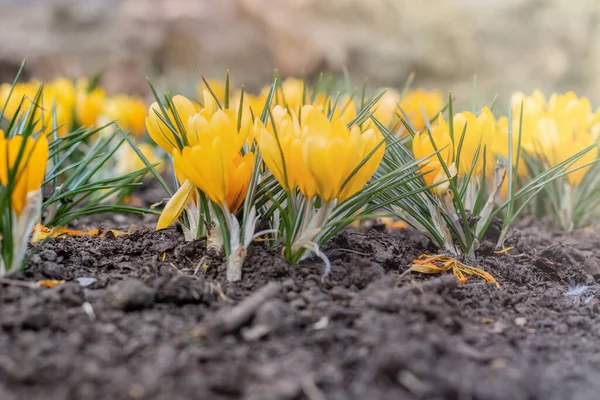 A young green shoots sprout on the background of a yellow crocus in a flowerbed under warm spring sun