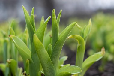 Bahçede güneş ışığıyla büyüyen genç yeşil bitki