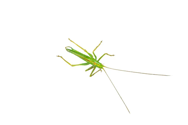 Locust Fotograferas Vit Bakgrund Stor Grön Gräshoppa Ovanifrån — Stockfoto