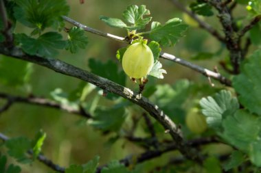bektaşi üzümü bahçede Şubesi