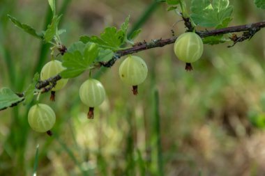 Bektaşi üzümlü çalılıklarda sallanan olgun yeşil bektaşi üzümleri. Sulu bektaşi üzümü, ilkbahar günü yeşil bahçede güneş ışığında detaylandırılmış. Yeşil arkaplan veya duvar kağıdı.