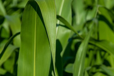 Büyük yağmur damlaları düştükten sonra mısır stokları.
