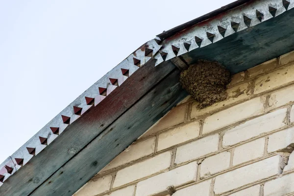 Swallow Nest Little Swallow Chick Nest Just Hatched Bird — Stock Photo, Image