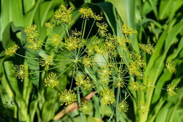 Dill flower. Umbrella flower seeds of a garden herb plant Dill. Fragrant dill growing in the garden.