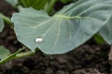 Bahçedeki bir yatakta büyüyen genç lahana. Organik sebze yetiştiriyor..