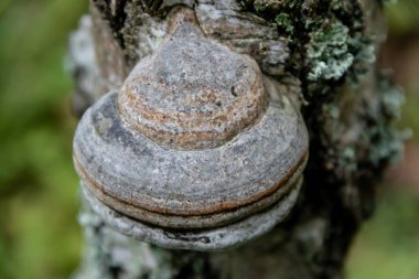 Tungsten mantarı. Bereketli nehir ormanlarında çürüyen ağaçların üzerinde küçük beyaz mantarlar. Beyaz mantar şekilli fani. Beyaz çizgili raf mantarı. Ağaç Parlağı mantarı..