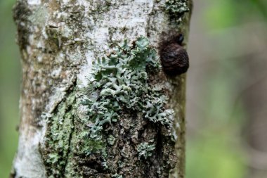 Tungsten mantarı. Bereketli nehir ormanlarında çürüyen ağaçların üzerinde küçük beyaz mantarlar. Beyaz mantar şekilli fani. Beyaz çizgili raf mantarı. Ağaç Parlağı mantarı..