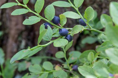 Bilberry olgun meyveler ormanda büyümek. Bilberry-bush ormanda büyüyen. Ahşap yaban mersini. Whortleberries hasat