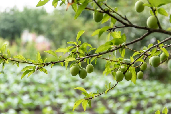 Branch with green plums in a garden at the house on background cabbage field