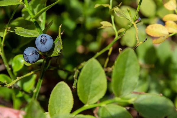 Green branches with berry of bilberry in the forest. Berries of forest blueberries. Bunch of berry