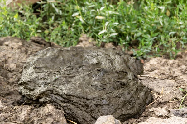 Dirty Smelly Cow Shit Grass Cow Manure — Stockfoto