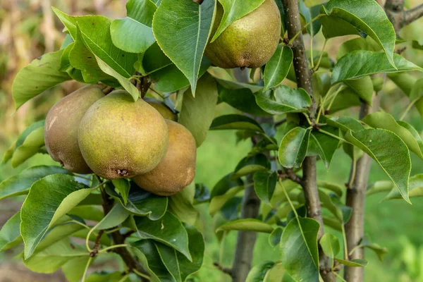 Green pears grow on a tree in the background of green leaves