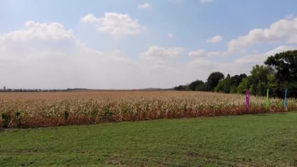 Aerea Volo Sopra Paesaggio Rurale Campagna Con Crescente Campo Mais — Video Stock