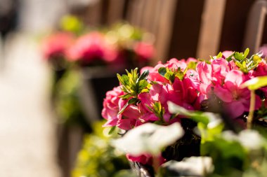 Yakın plan güzel çiçek saksıda asılı güneş ışığıyla sokak