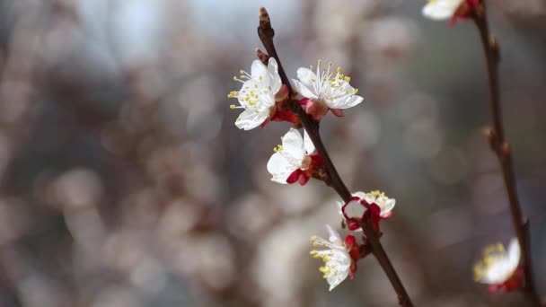 Λευκό Άνθος Βερίκοκου Αργή Κίνηση Μέλισσες Πετούν Και Λουλούδια Επικονίασης — Αρχείο Βίντεο