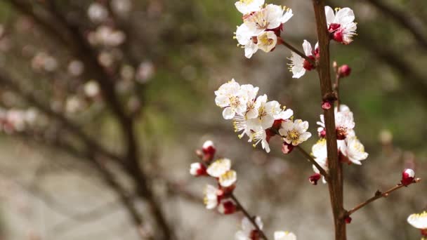 Flor de albaricoque blanco en cámara lenta con abejas volando y flores polinizadoras — Vídeos de Stock