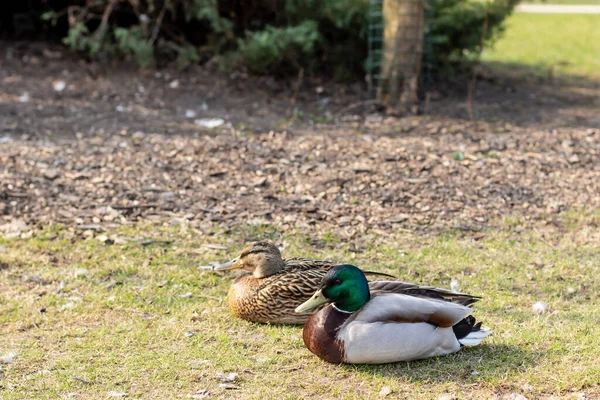 Close-up two wild ducks walk on green grass near a pond. Ducks walking.