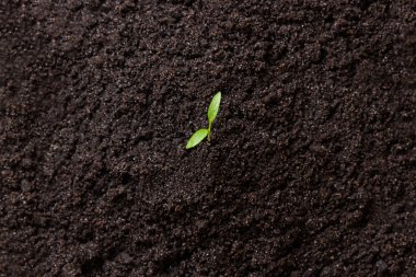 Yeşil filizler, topraktan büyüyen filizler, siyah toprak, genç, makro