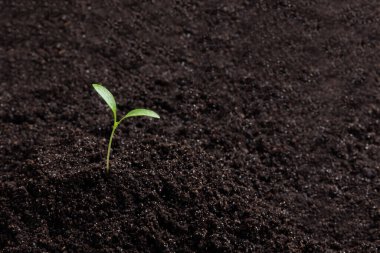 Yeşil filizler, topraktan büyüyen filizler, siyah toprak, genç, makro