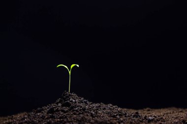 Gelişmekte olan Genç Yeşil Mısır Tohumları Tarımsal Tarım Tarlasında siyah arka planda yetişiyor.