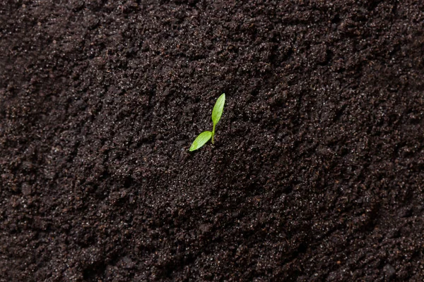绿色的幼苗 从土壤中发芽 黑色的土壤 年轻的 宏观的 — 图库照片
