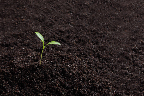 Green seedlings, sprouts growing from the soil, black soil, young, macro