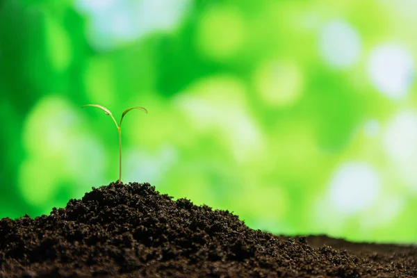 Tumbuh Hijau Muda Dengan Tetesan Air Yang Tumbuh Dari Tanah — Stok Foto