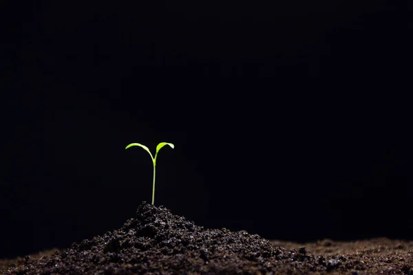 Tumbuhnya Sprouts Jagung Hijau Muda Ladang Pertanian Budidaya Dengan Latar — Stok Foto