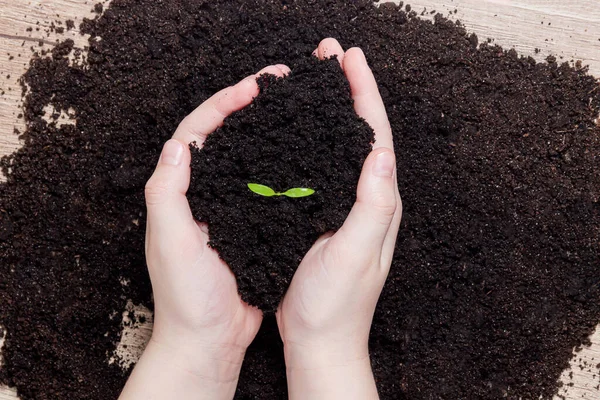 World Soil Day Concept Menselijke Handen Houden Zaadboom Met Bodem — Stockfoto