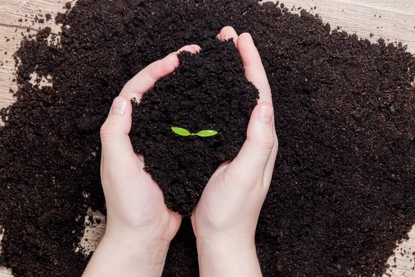 Concepto Del Día Mundial Del Suelo Manos Humanas Sosteniendo Árbol —  Fotos de Stock