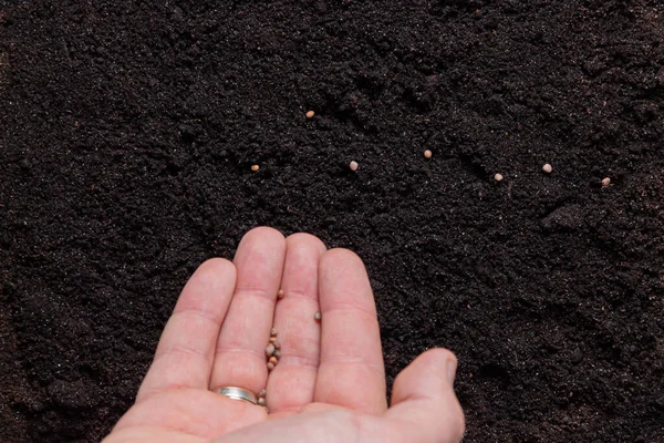 Farmer Hand Plantation Seeds Soil Eco Farm Concept — Photo