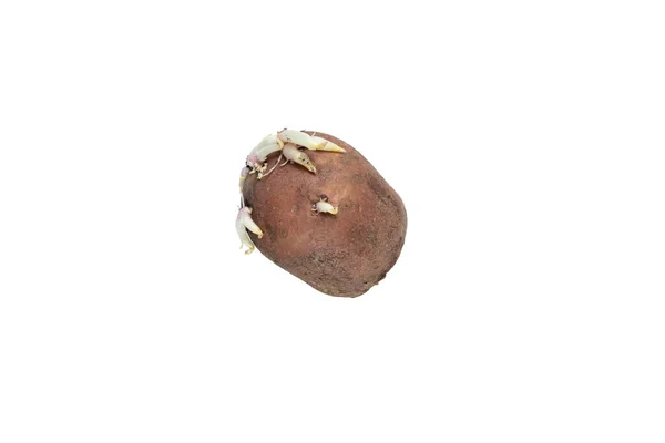 Ziemniaki Kiełkami Sadzenia Izolowane Białym Tle — Zdjęcie stockowe