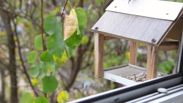 Tit bird pecks seeds in the bird table, colorful beautiful bird in detail view — ストック動画