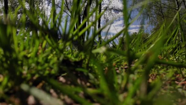 De camera laag in het gras loopt dan scherp overal in het gras — Stockvideo