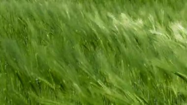 Baharda tarlada yeşil ve taze buğday başakları.