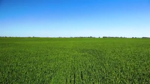 Nízký let přes zelené a žluté pšenice pole na slunném letním dni. — Stock video