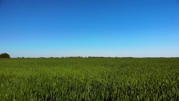 Nízký let přes zelené a žluté pšenice pole na slunném letním dni. — Stock video