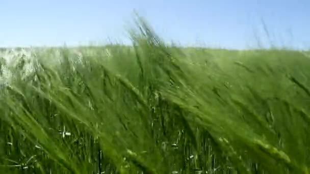 Предпосылки из больших шипов органической зеленой пшеницы перед обработкой гербицидами и удобрениями — стоковое видео