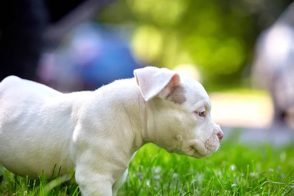 Um filhote de cachorro bonito está jogando nos passos. Conceito dos primeiros passos da vida, animais, uma nova geração. Filhote de cachorro American Bully. espaço de cópia — Fotografia de Stock