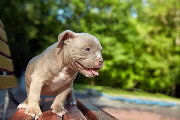 Cute puppy American Bulli sits on a wooden bench in flowering beautiful multi-colored trees in the spring in the park. — Stock Photo, Image