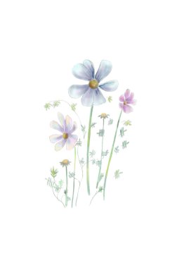 Beyaz arka planda güzel papatyalar.