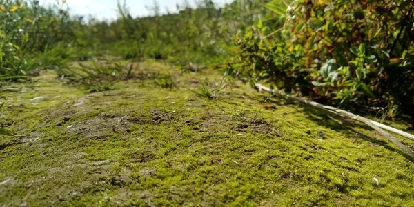 De la mousse verte au sol. Vieil arbre et jeune herbe. Printemps nature . — Photo