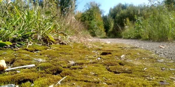 Yerde yeşil yosun var. Yaşlı ağaç ve genç otlar. Bahar doğası.